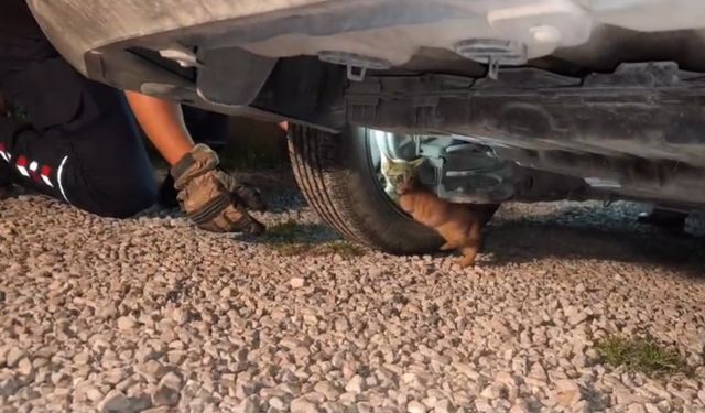 Üşüyerek aracın motoruna giren yavru kedi, itfaiye ekiplerinin çalışmasıyla kendiliğinden çıktı