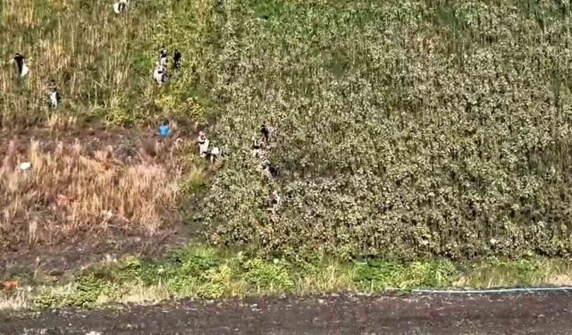 Uyuşturucu tarlasında bin 876 kök kenevir ele geçirildi: 3 tutuklama