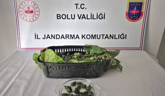 Yolcu otobüsünde 500 yasaklı su kaplumbağası ele geçirildi