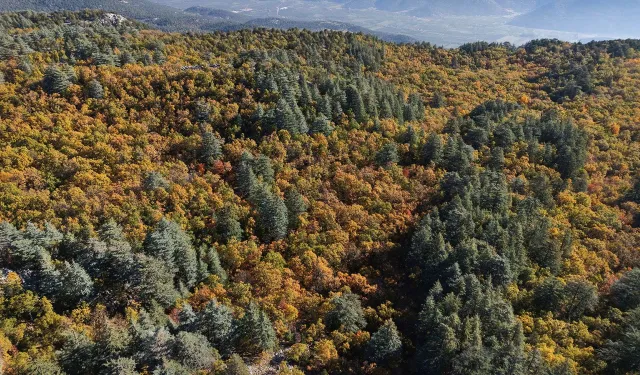 Bu ormana izinsiz girmenin cezası 557 bin TL!