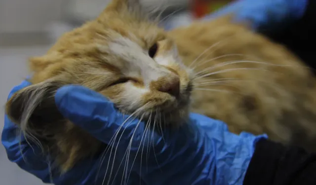 Kedi AIDS’i o kentte tespit edildi!