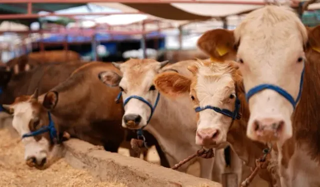 Bakanlık duyurdu: Şap hastalığı kontrol altına alındı