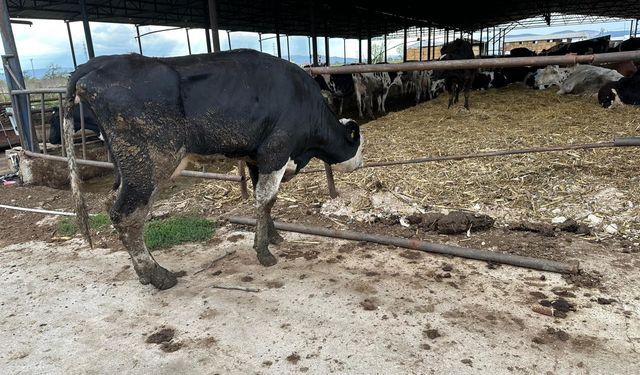 Şapa karşı en radikal koruma aşı: Aşılamayı ihmal etmeyin