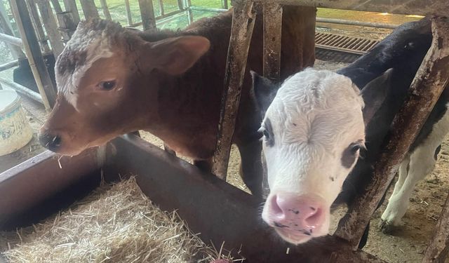 "Türkiye'de yıllık 400-500 bin buzağı ölümü oluyor"