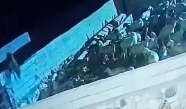 Ağıla giren kurt koyunu telef etti: O anlar kamerada
