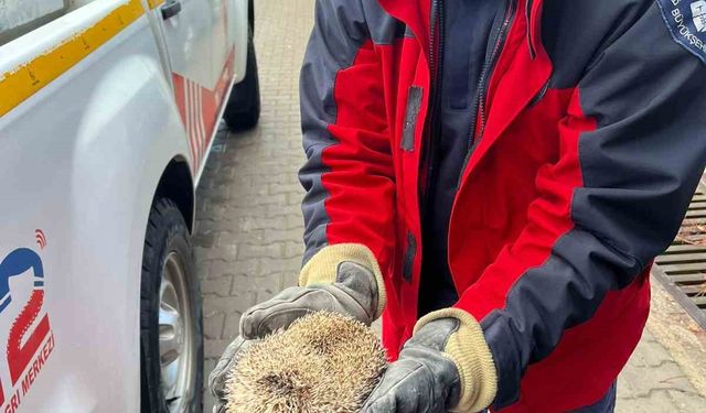 Burhaniye’de mazgala sıkışan kirpiyi itfaiye kurtardı