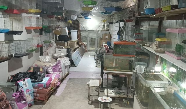 Camı kırıp 9 papağan çaldılar