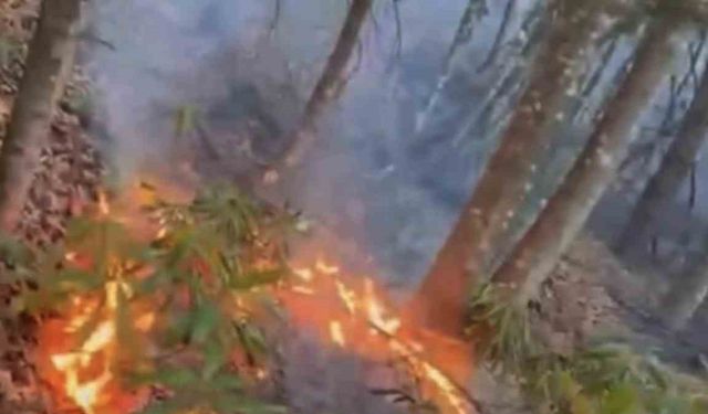 Düzce’de ormanlık alanda örtü yangını