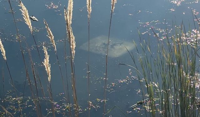 Ehliyetsiz sürücü araçla gölete düştü