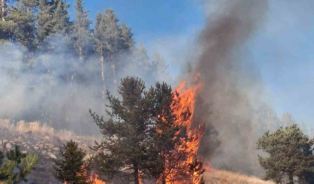 Erzurum’da orman yangını