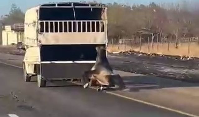 Kamyonetin arkasına bağlanan at yola düşüp sürüklendi: O anlar kamerada