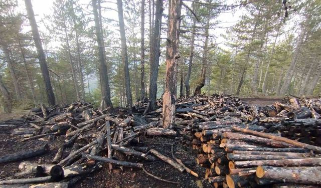 Kesim sahasında yangın paniği: 80 ster çam ağacı zarar gördü