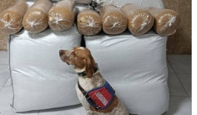 Kırşehir’de yolcu otobüsünde 400 kilogram kaçak tütün ele geçirildi