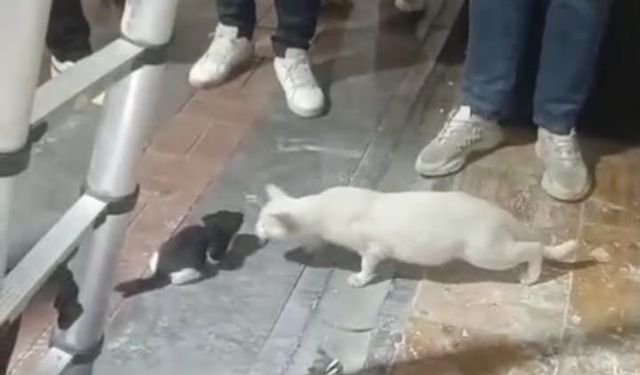 Kolon boşluğuna düşen 2 yavru kedi, itfaiye ekipleri tarafından kurtarıldı