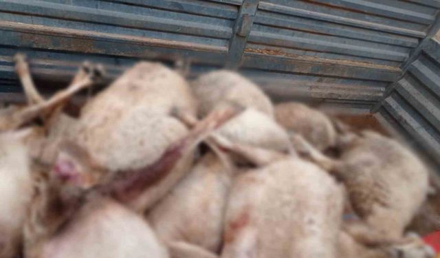 Kurt sürüsünün saldırdığı 30 küçükbaş hayvan ile 1 köpek telef oldu