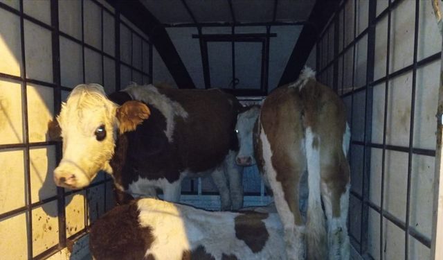 Muş’ta çalınan büyükbaş hayvanlar jandarma kontrolüne takıldı