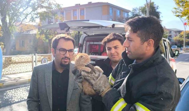 Otomobilin motor kısmına sıkışan yavru kedi itfaiye ekiplerince kurtarıldı