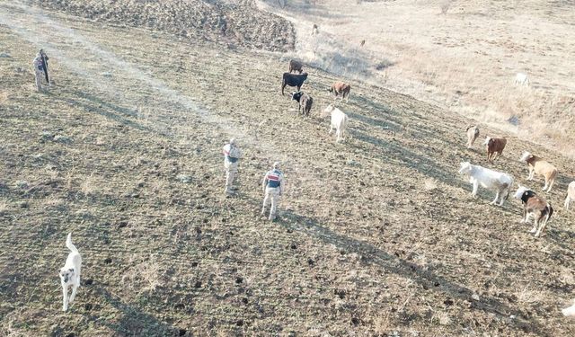 Refahiye’de kaybolan hayvanlar bulunarak sahibine teslim edildi