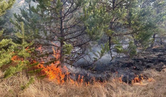 Sarıkamış ormanlarında örtü yangını