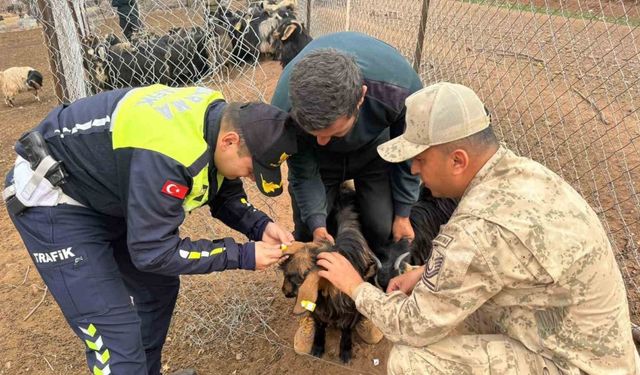 Siirt’te hayvan kazalarının önlenmesi için sürüye "reflektif bant" takıldı
