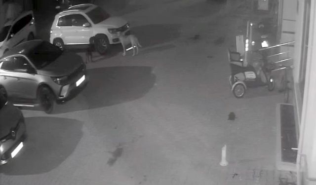 Sokak köpekleri park halindeki aracı parçaladı: O anlar kamerada