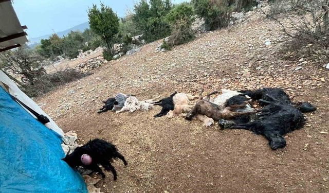 Yabani hayvan saldırısında 12 küçükbaş hayvan telef oldu