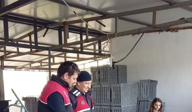 Zeytin hırsızlıklarının karşı denetim