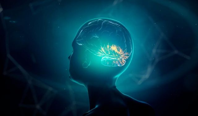 İnsan beyni, 32 yaşına kadar ergenlik dönemini yaşıyor