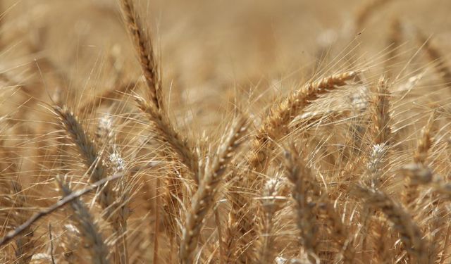 Küresel tahıl üretiminde tüm zamanların zirvesi geliyor