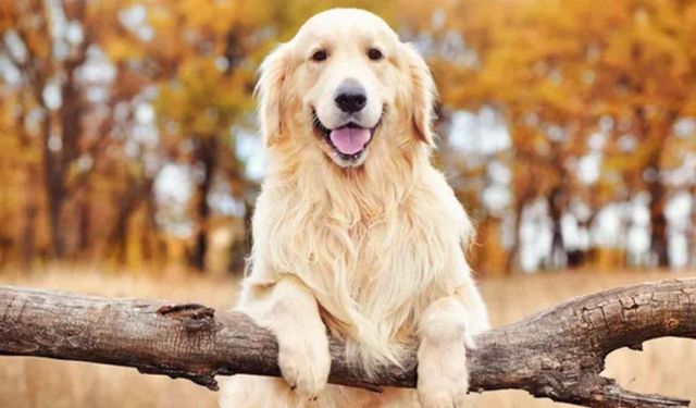 Boşanma davasında köpek ‘Poni' kararı velayeti belli oldu