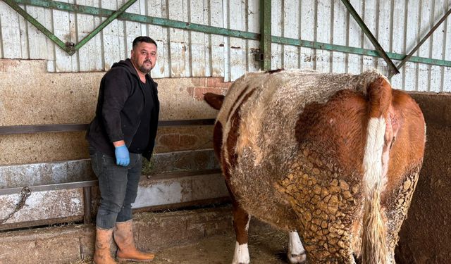 Yenişehir’de Şap Krizi Derinleşiyor: Üretici Afşar Zararını Böyle Anlattı