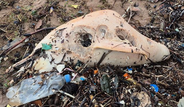 Dev dalgalar, ölü yunus balığının kalıntılarını sahile sürükledi