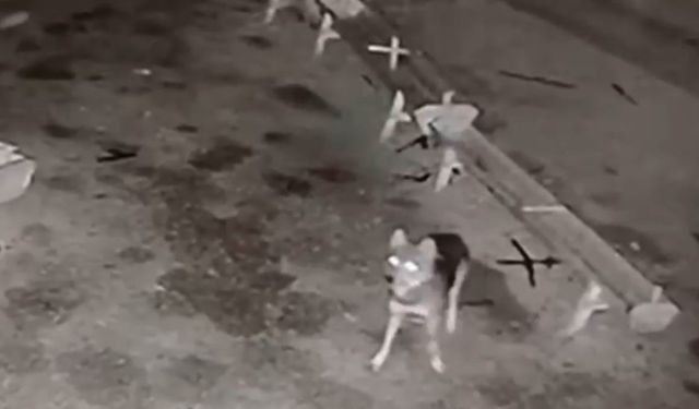 Ağıla giren kurt, 2 koyunu telef etti