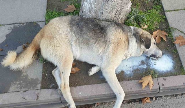 Amasya’da şehrin göbeğinde köpek ve kediler ölü bulundu