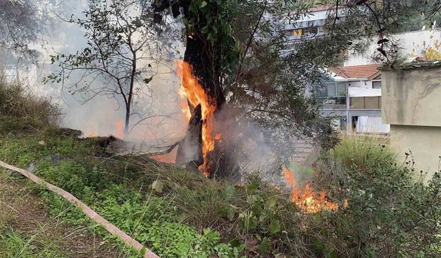 Bursa'da çamlık alanda çıkan yangın büyümeden söndürüldü