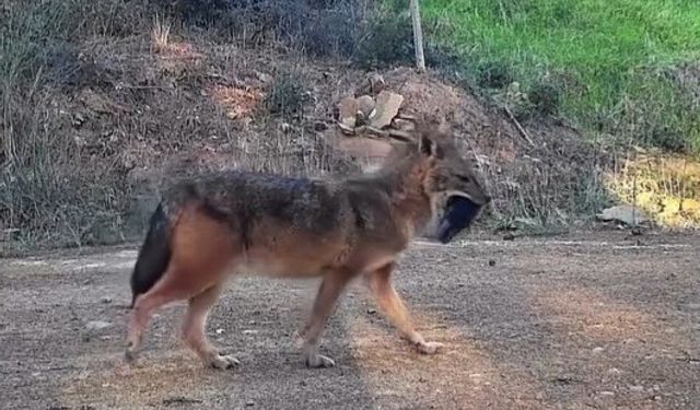 Doğanın sert yüzü: Çakal ağzında domuz bacağıyla görüntülendi