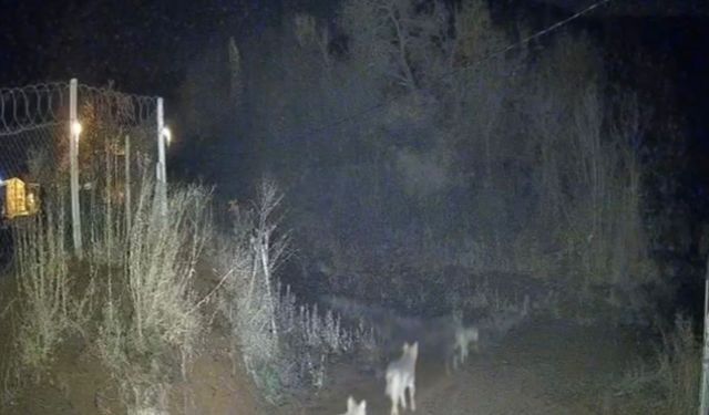 Elazığ’da kurtlar sürü halinde görüldü