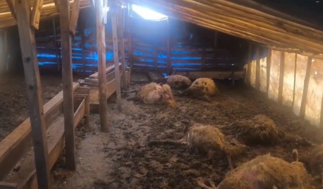 Erzincan'da kurtlar ahıra girdi: 10 koyun telef oldu, 10 koyun yaralandı