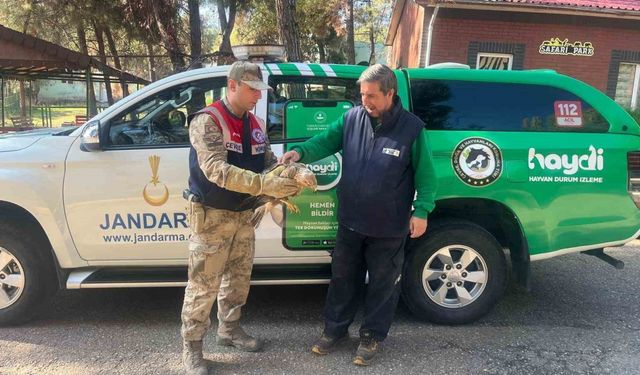 Gaziantep’te yaralı halde bulunan kartal, tedavi altına alındı