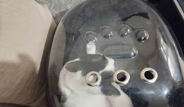 Havalandırma boşluğuna düşen kediyi itfaiye kurtardı