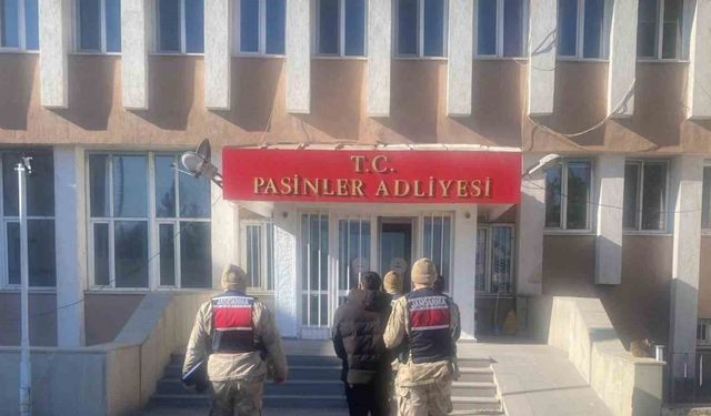 Jandarma büyükbaş hayvan hırsızlarını kısa sürede yakaladı