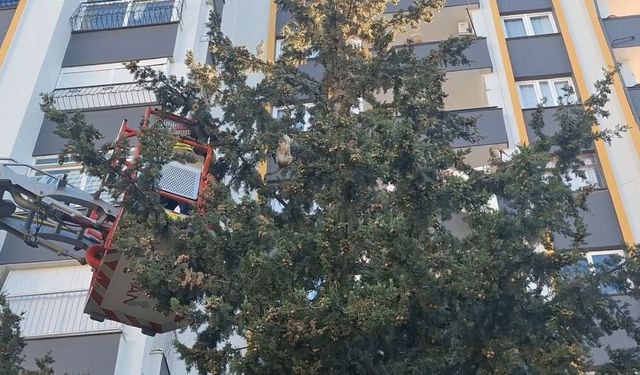 Köpekten kaçan kedi 3 gün ağaçta mahsur kaldı