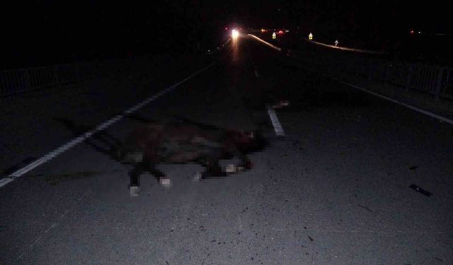 Malatya'da feci olay: Milyonluk taylar karayolunda telef oldu