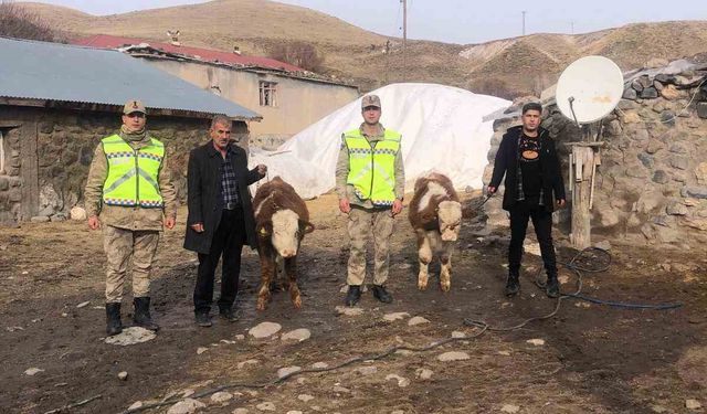 Muş’ta çalınan 2 büyükbaş hayvan bulundu