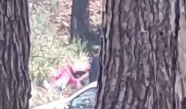 Ormanlık alanda kadını darbeden şüpheli yakalandı