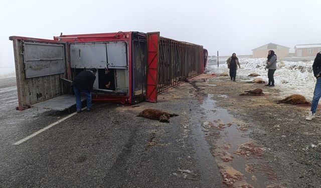Patnos’ta hayvan yüklü tır devrildi: 10 küçükbaş telef oldu