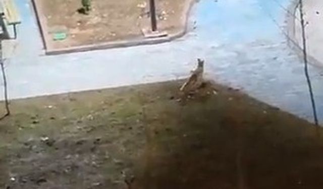 Şanlıurfa’da yiyecek arayan 2 tilki kent merkezine indi