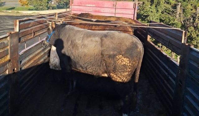 Tekirdağ’da kaçak hayvan sevkiyatına 102 bin lira ceza