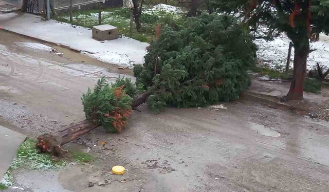 Türkeli'de fırtına ağaç devirdi, yol trafiğe kapandı