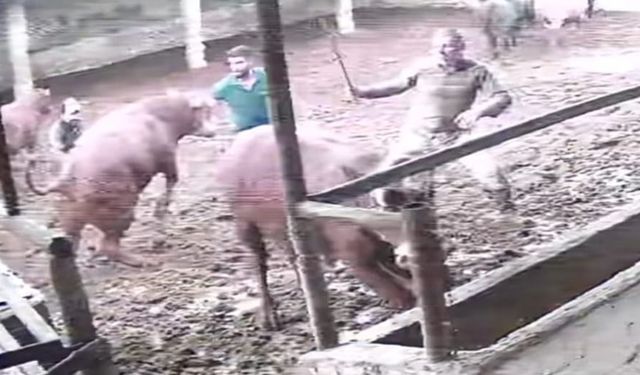 Üzerine zıplayan boğanın darbesiyle yere serildi: O anlar kamerada